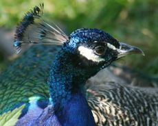 Blauer-Pfau-12.jpg